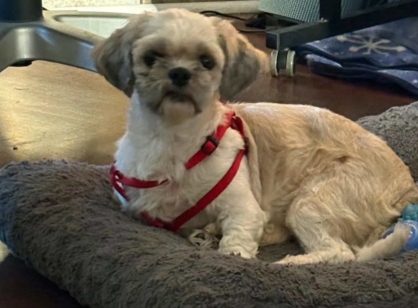 Lauren - Small Mixed Breed available for adoption
