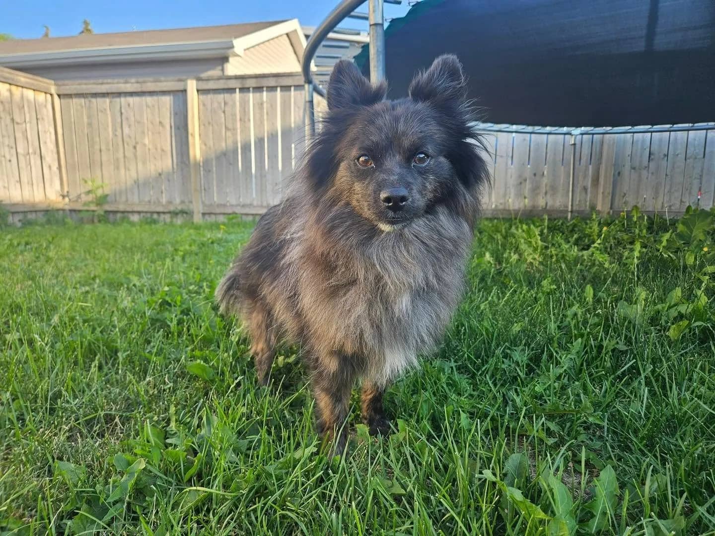 Wiley - Small Mixed Breed available for adoption
