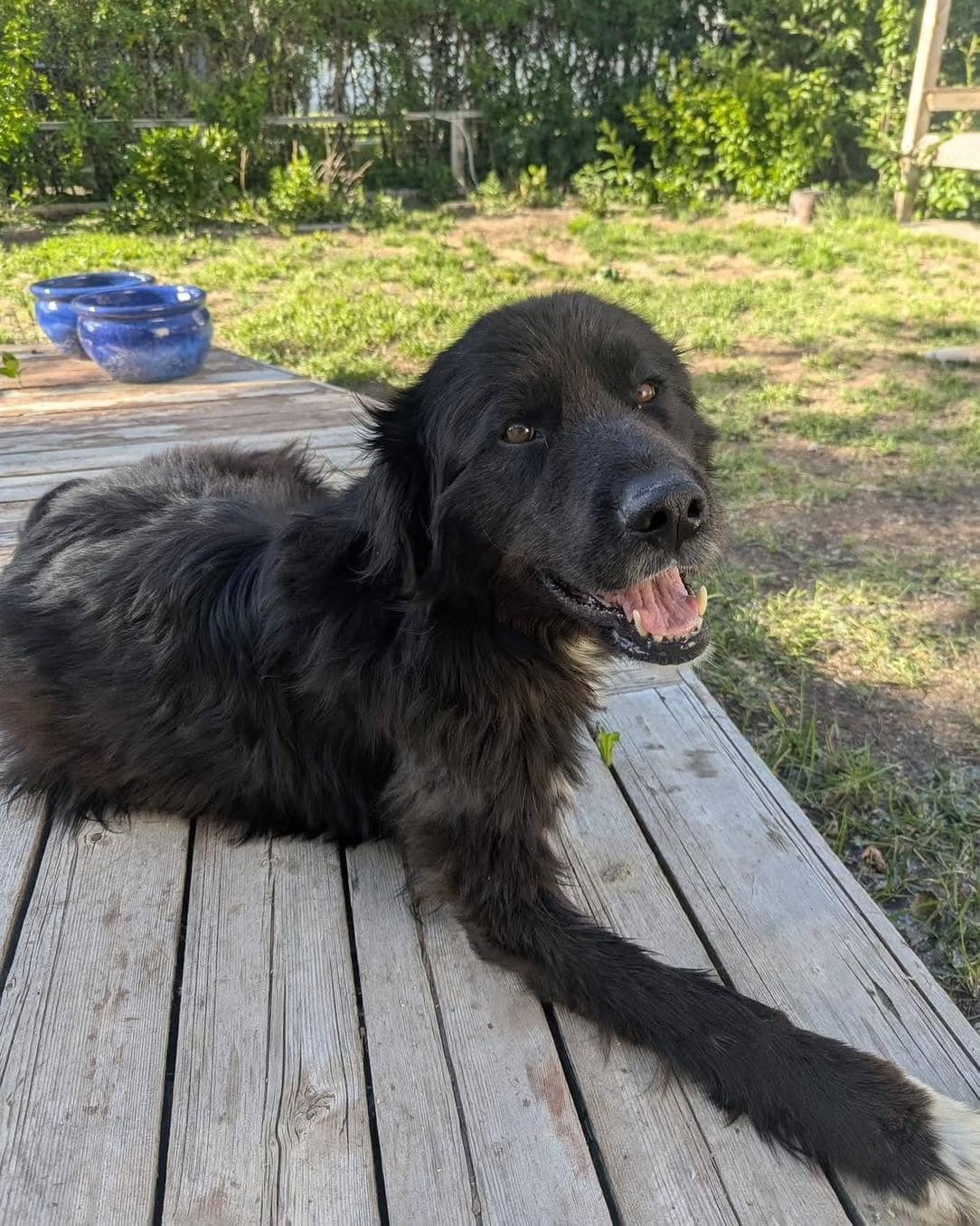 Tommy - Small Mixed Breed available for adoption