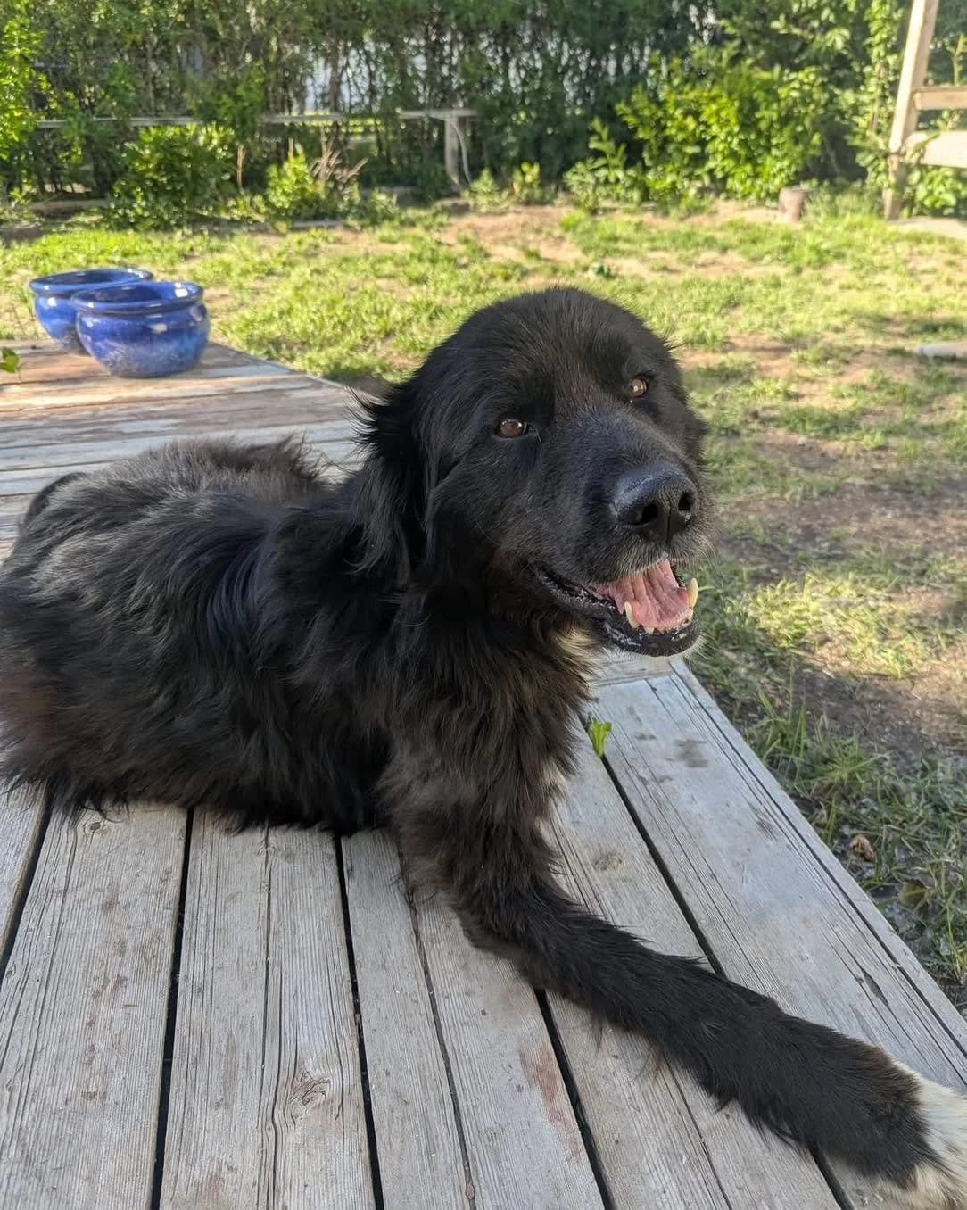 Tommy - Small Mixed Breed available for adoption