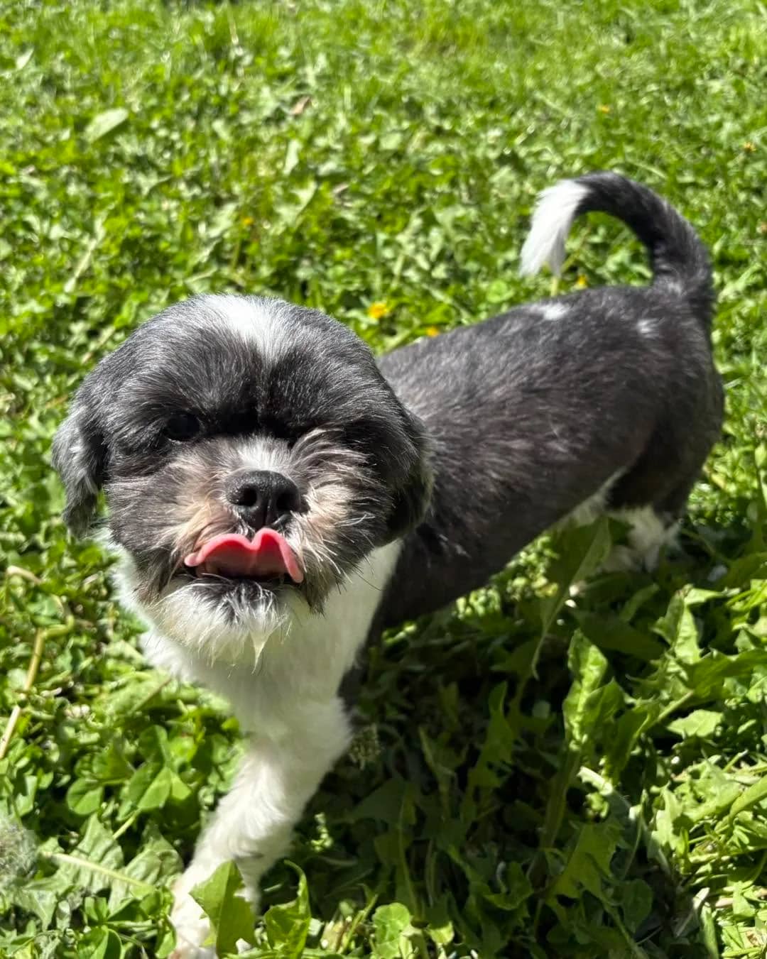 Amelia - Small Mixed Breed available for adoption in Alberta