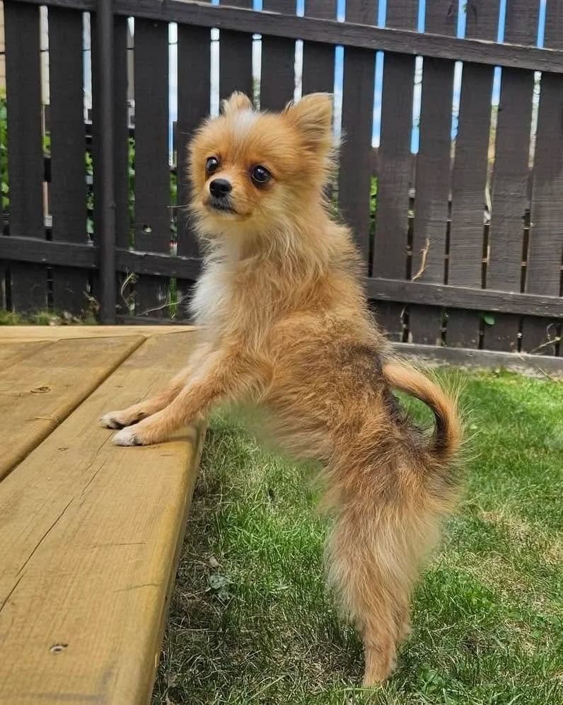 Michaela - Small Mixed Breed available for adoption
