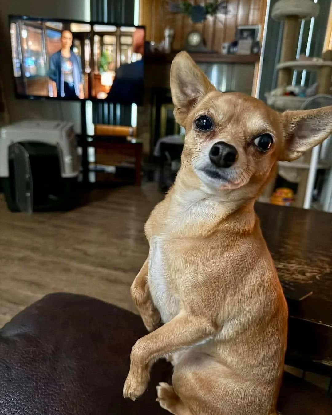 Howie - Small Mixed Breed available for adoption in Alberta
