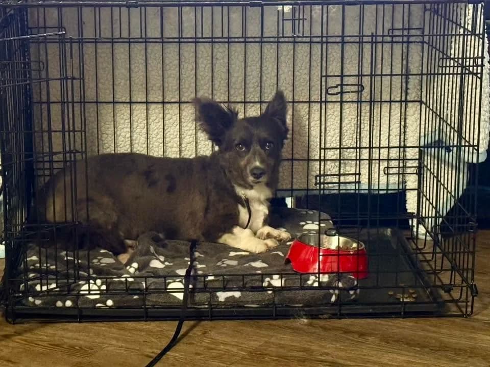 Zoe - Small Mixed Breed available for adoption