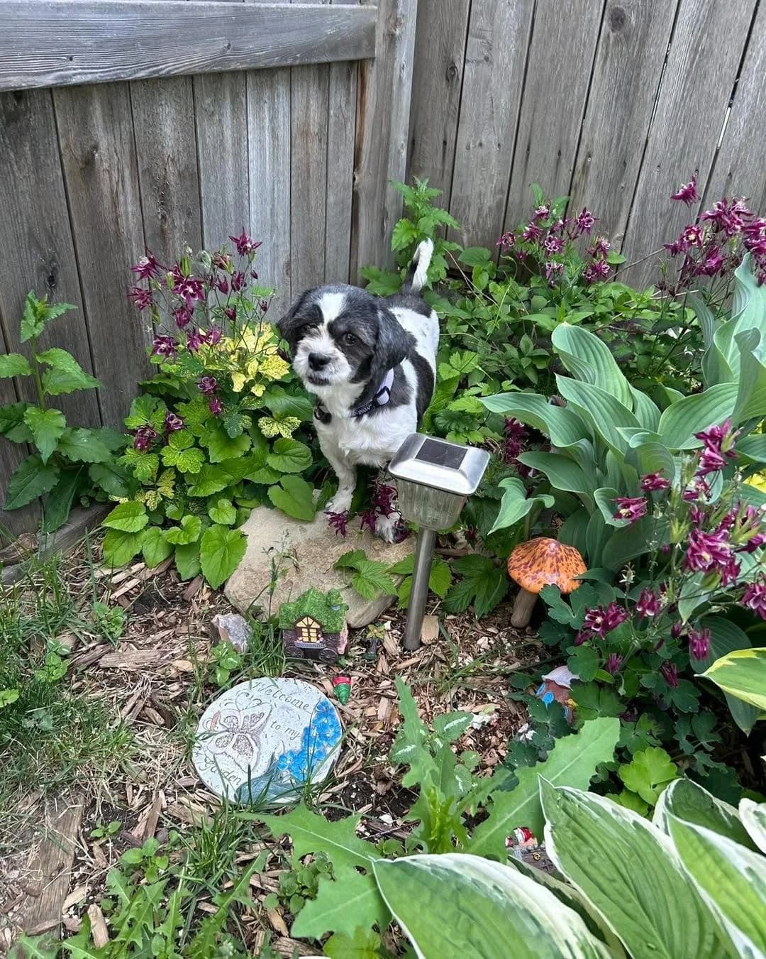 Morgan - Small Mixed Breed available for adoption