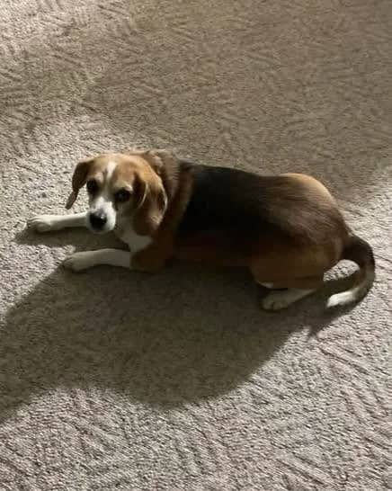 Lucy - Small Mixed Breed available for adoption in Alberta