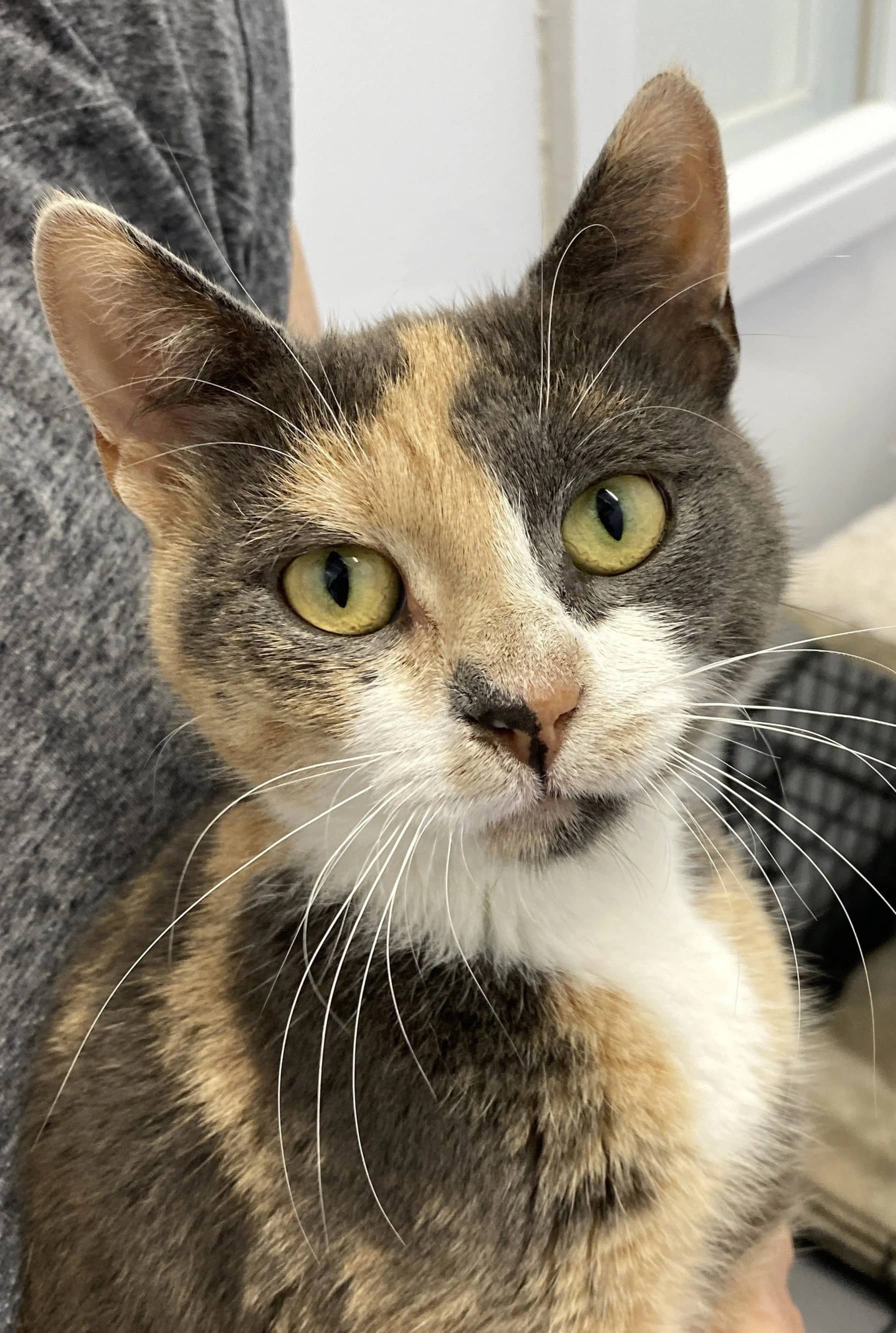 Paula - Domestic Short Hair available for adoption