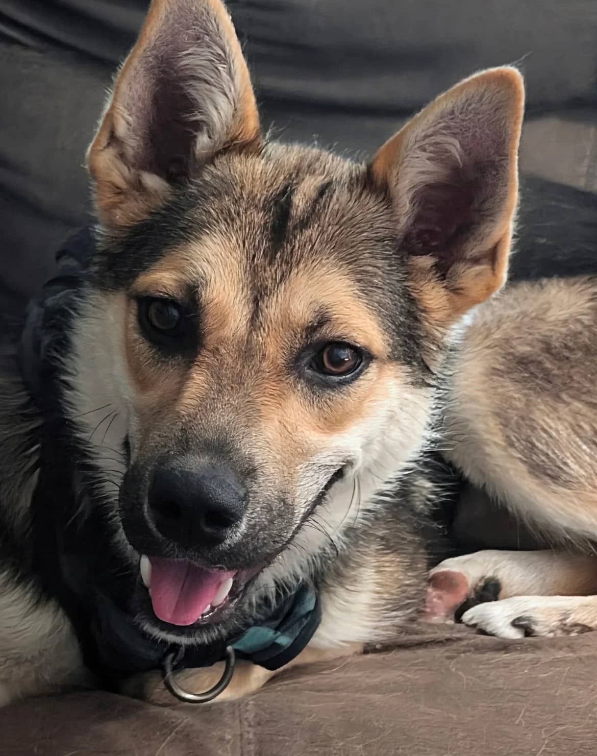 Lupina - Husky / Shepherd Mix available for adoption in Manitoba