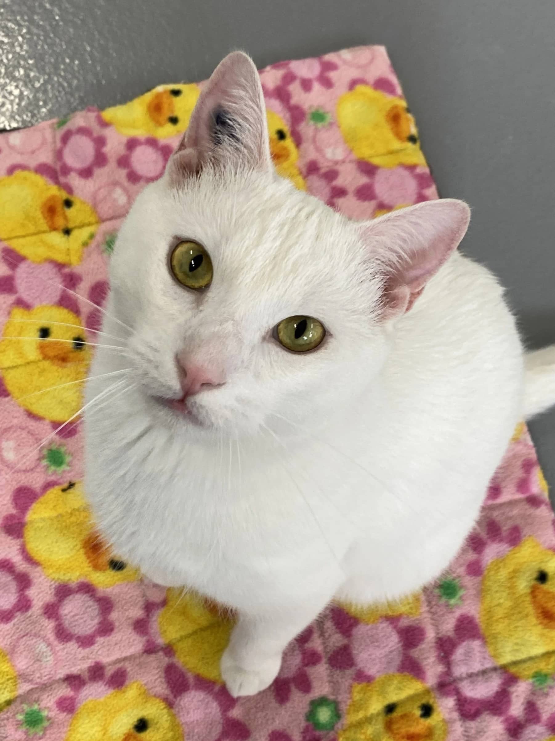 Skit - Domestic Short Hair available for adoption