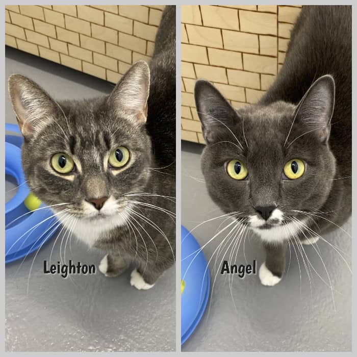 Leighton & Angel - Domestic Short Hair cat available for adoption at Portage Animal Welfare Society in Portage la Prairie (1 of 9)