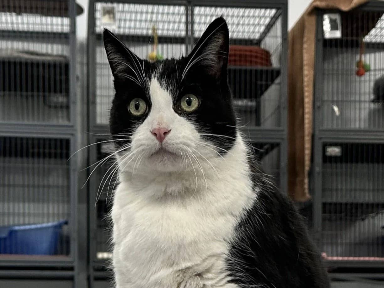 Rudy - Domestic Short Hair available for adoption