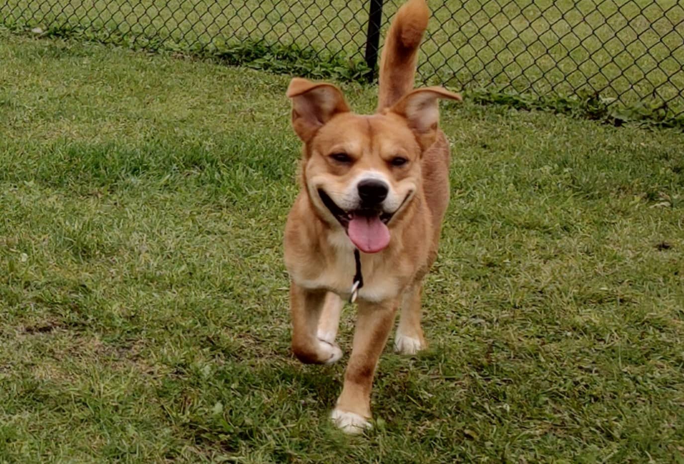 benny - Mixed available for adoption in Calgary