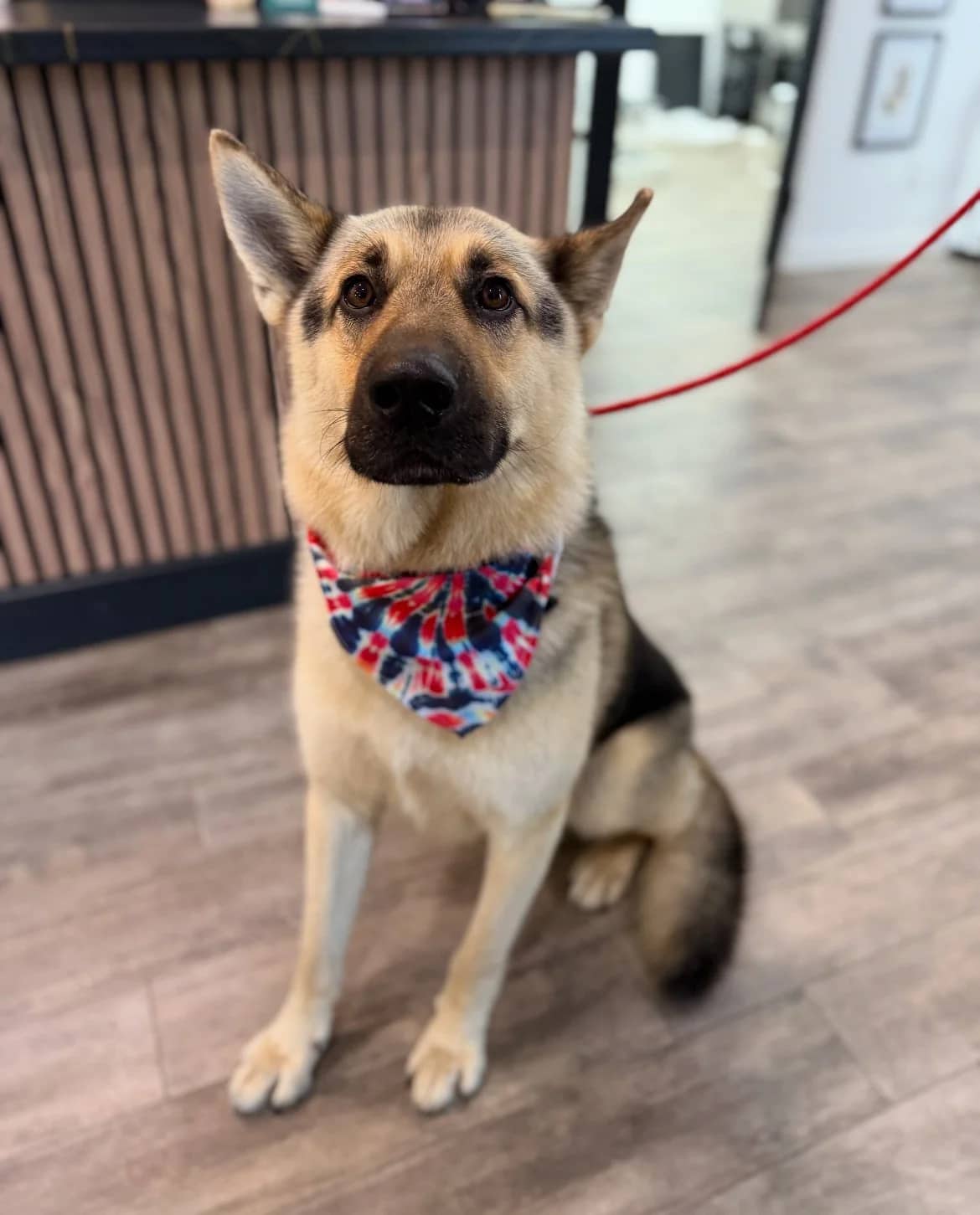 maximus - Mixed available for adoption in Calgary