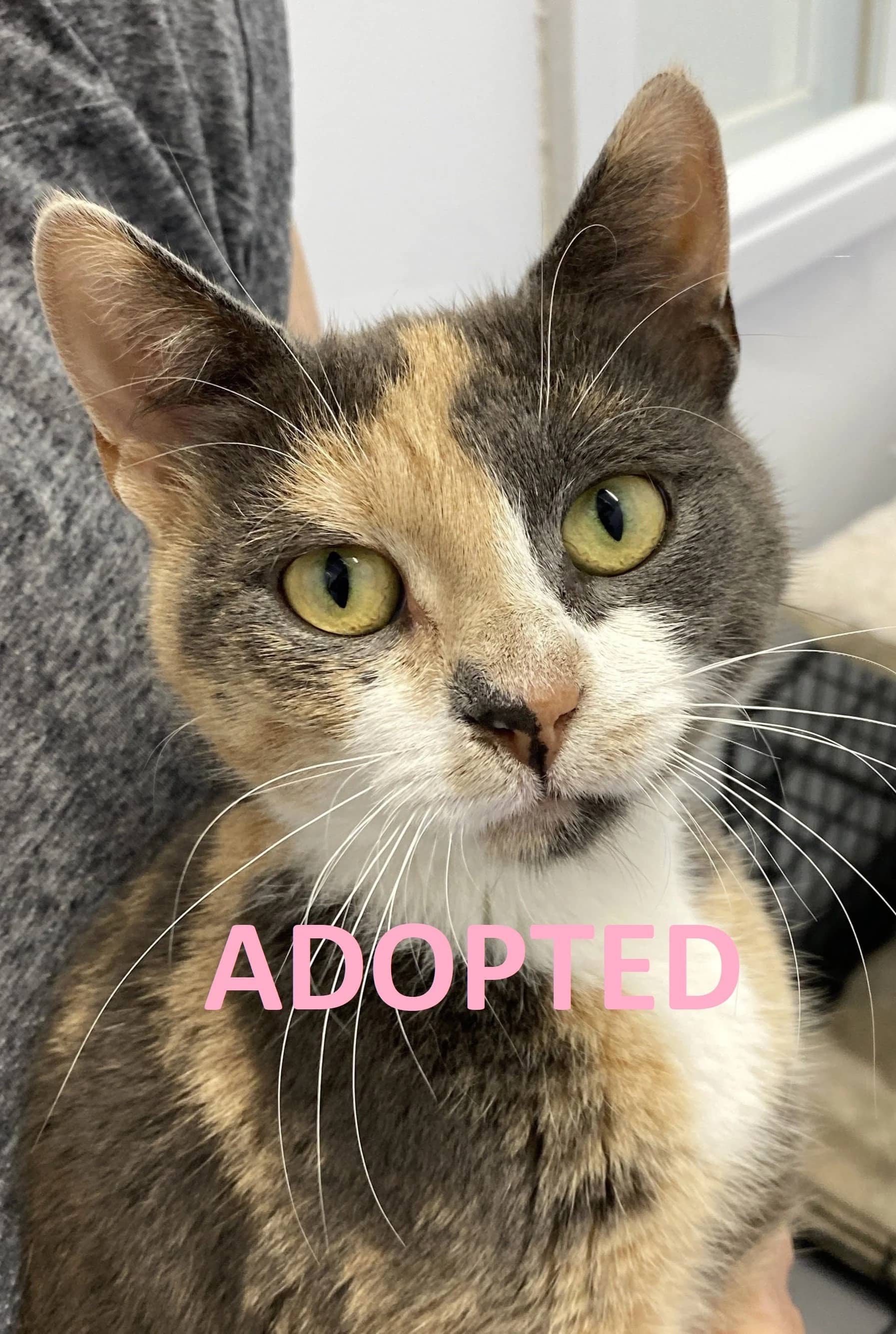Paula - Domestic Short Hair available for adoption