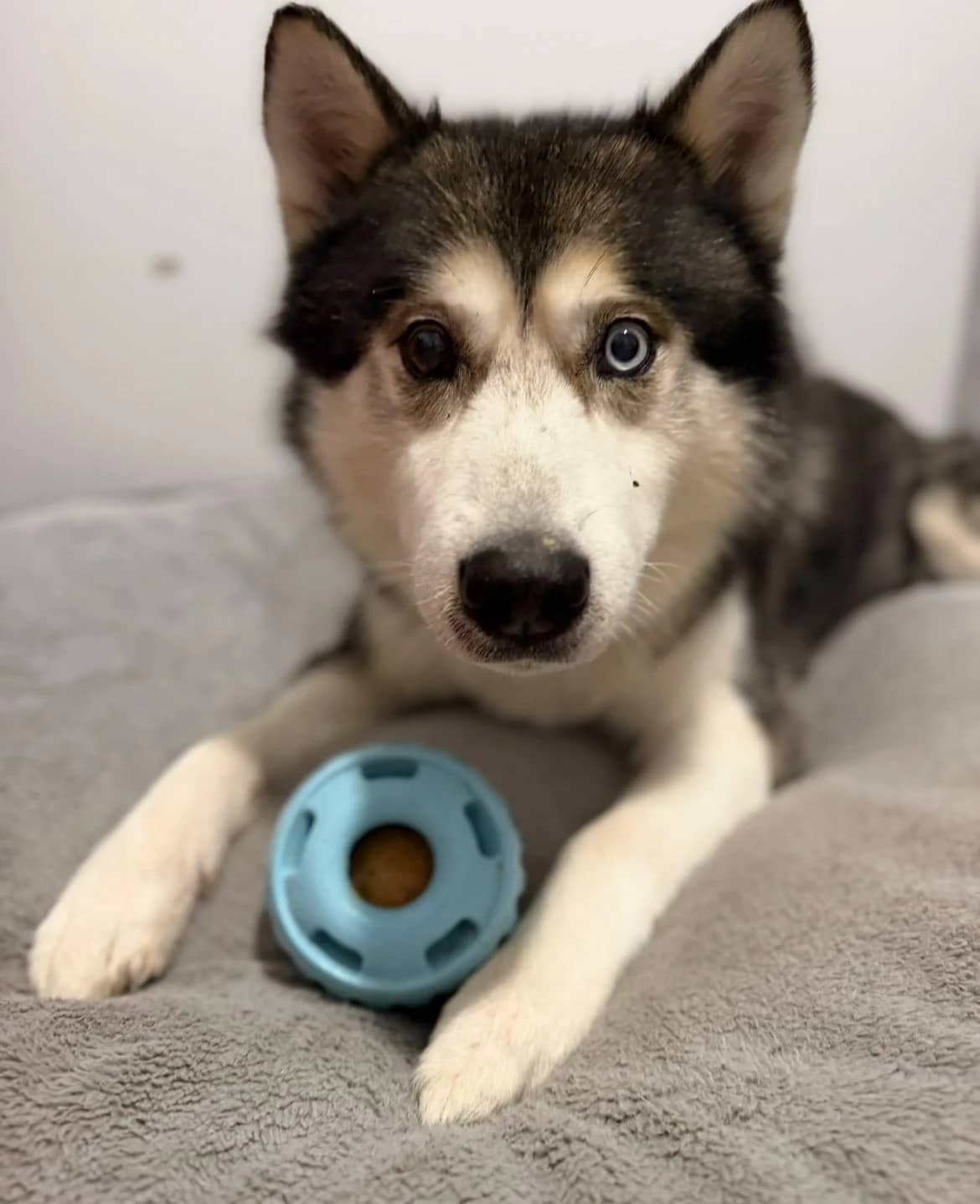 Summit - Mixed available for adoption in Calgary