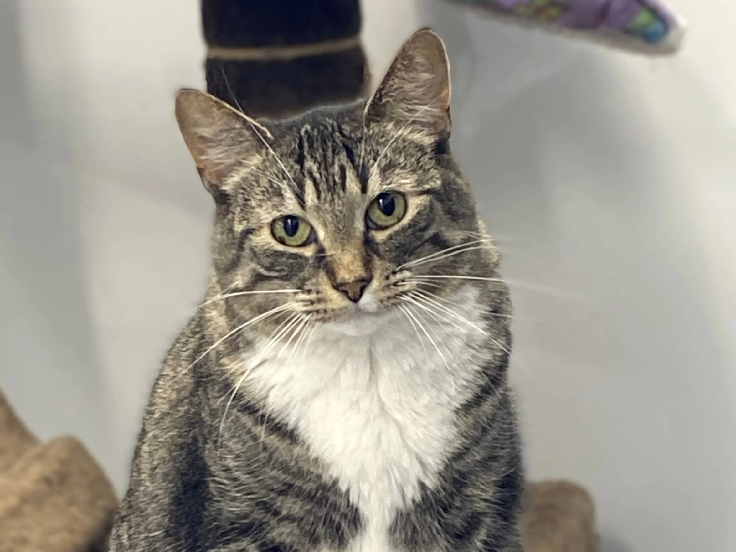 Cordelia - Domestic Short Hair cat available for adoption in Manitoba