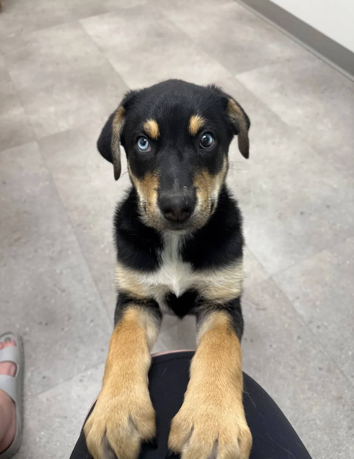 Rio - Mixed available for adoption in Calgary