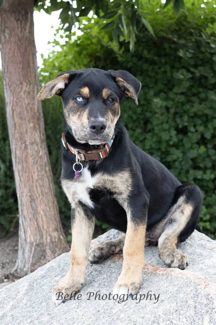 Luna - Mixed available for adoption in Manitoba