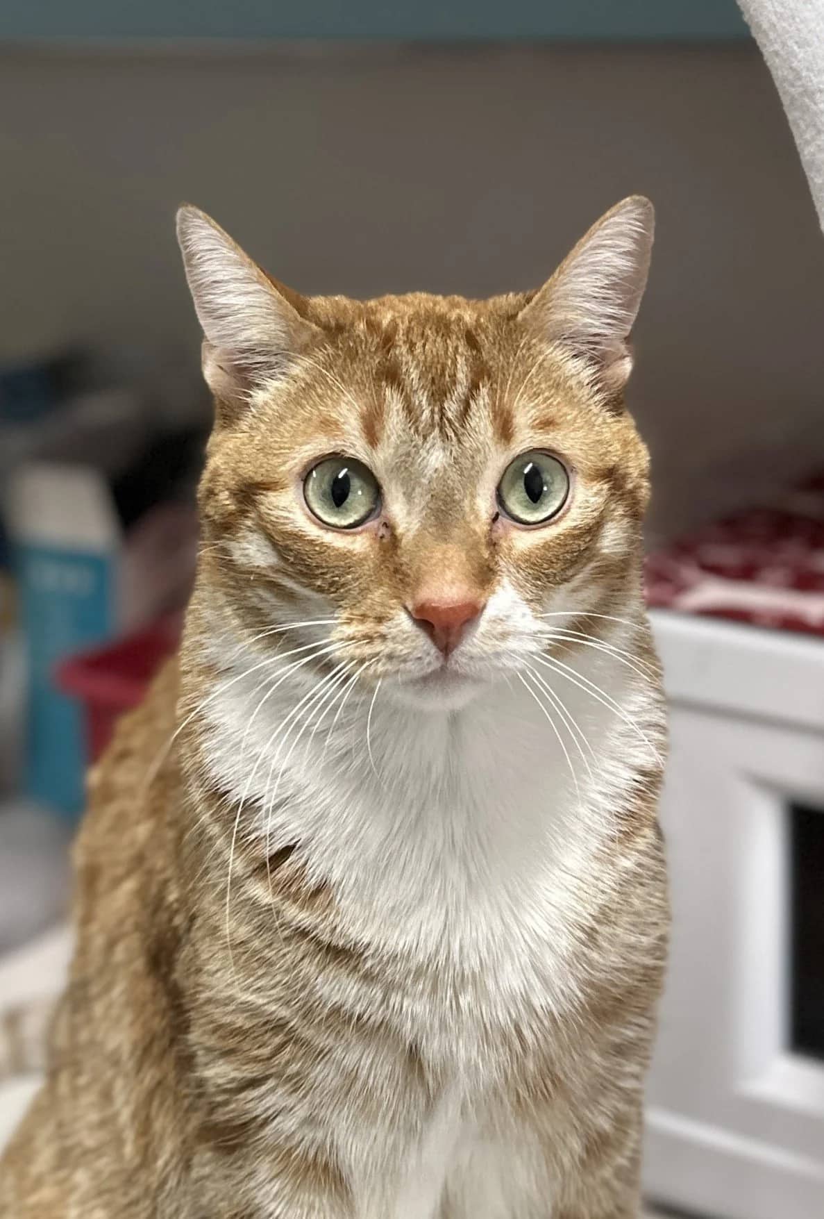 Simba - Domestic Short Hair available for adoption