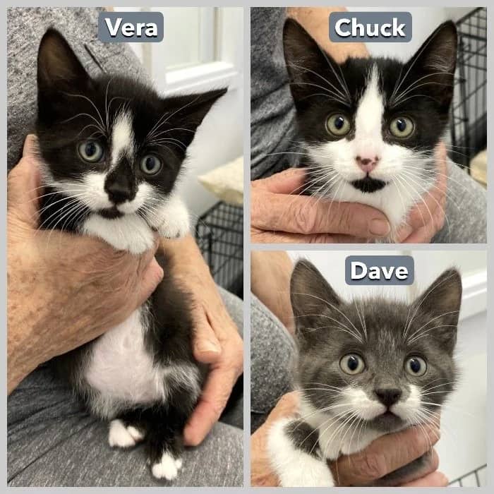 Vera, Dave & Chuck - Domestic Short Hair cat available for adoption at Portage Animal Welfare Society in Portage la Prairie (1 of 6)
