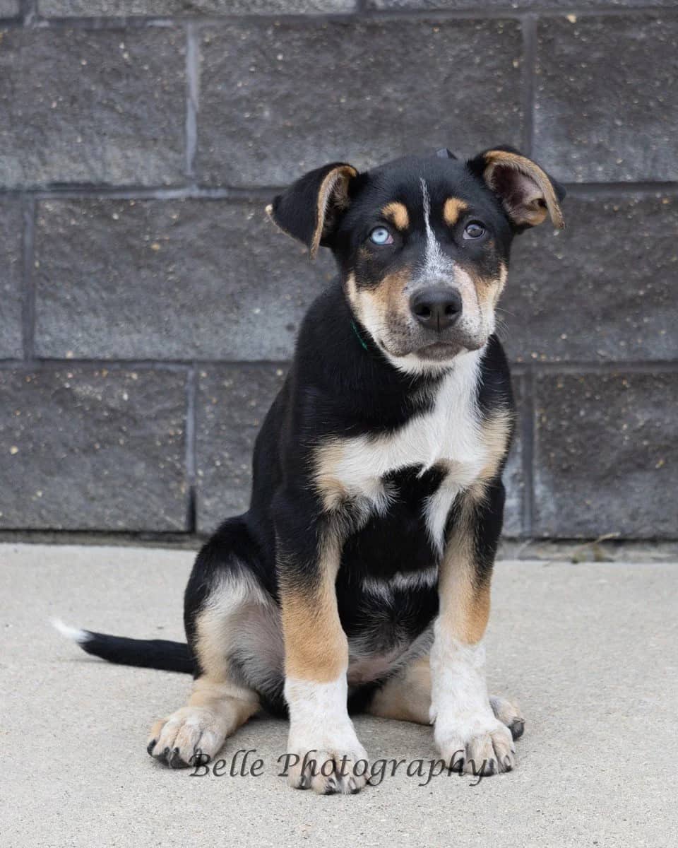 Delta - Mixed Breed available for adoption in Manitoba