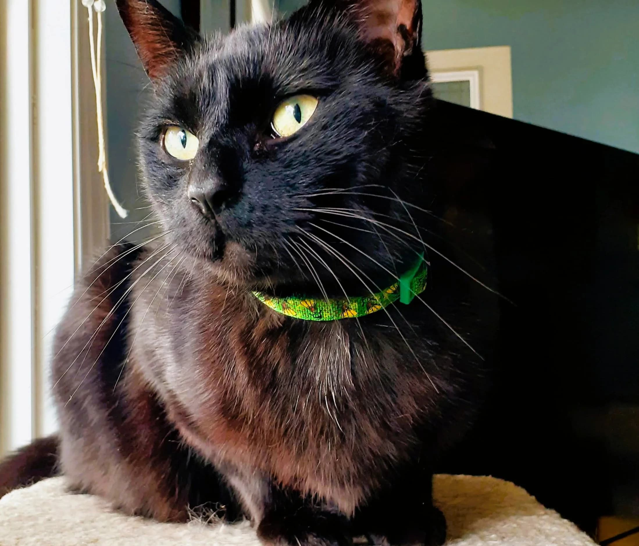 Spencer - Domestic Short Hair cat available for adoption at Regina Cat Rescue in Regina