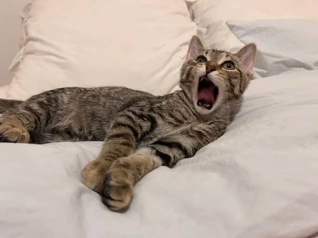 Tony - Domestic Short Hair cat available for adoption at Regina Cat Rescue in Regina