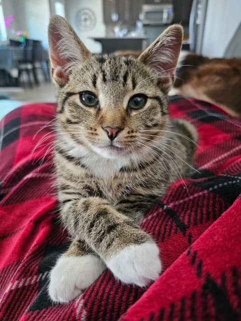 Nico - Domestic Short Hair cat available for adoption at Regina Cat Rescue in Regina