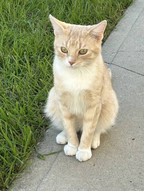 Tigar - Domestic Short Hair cat available for adoption at Regina Cat Rescue in Regina