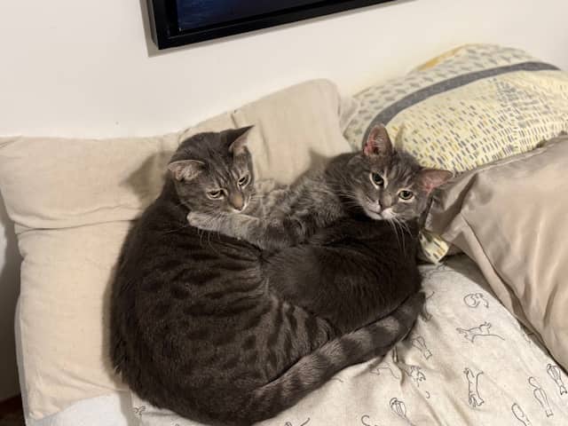 Gus & Jack - Domestic Short Hair available for adoption