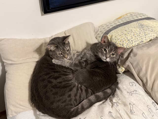 Gus & Jack - Domestic Short Hair cat available for adoption at Regina Cat Rescue in Regina