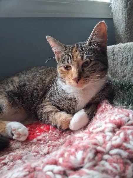 Paige - Domestic Short Hair available for adoption