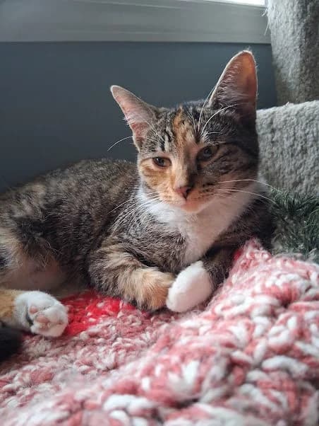 Paige - Domestic Short Hair cat available for adoption at Regina Cat Rescue in Regina
