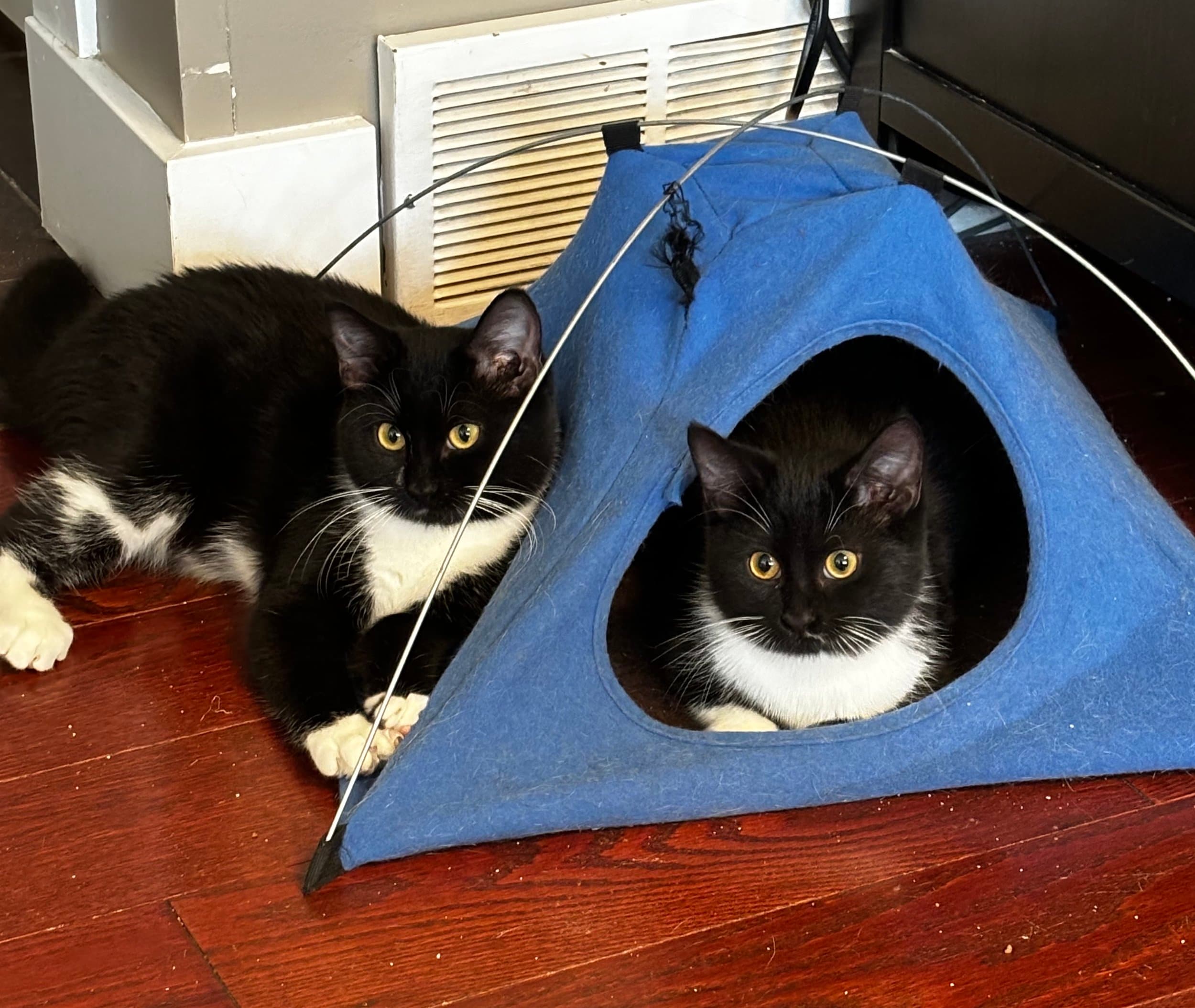 Mariah & Whitney - Domestic Short Hair available for adoption