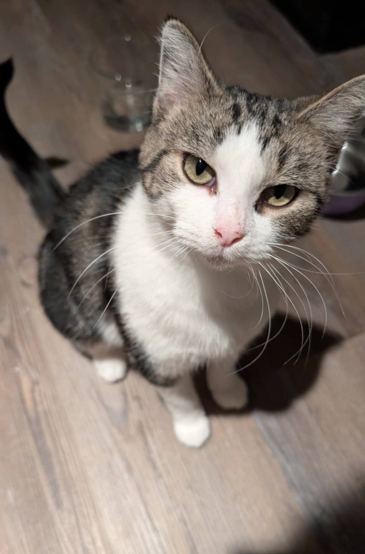 Lupa - Domestic Short Hair available for adoption
