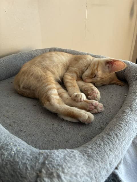 Shaun - Domestic Short Hair cat available for adoption at Regina Cat Rescue in Regina