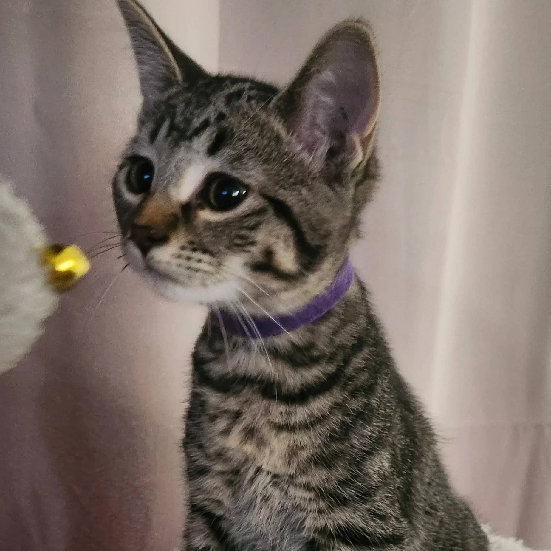 Skor - Domestic Short Hair cat available for adoption at Regina Cat Rescue in Regina
