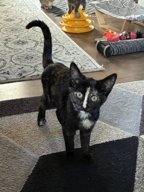 Erin - Domestic Short Hair cat available for adoption at Regina Cat Rescue in Regina
