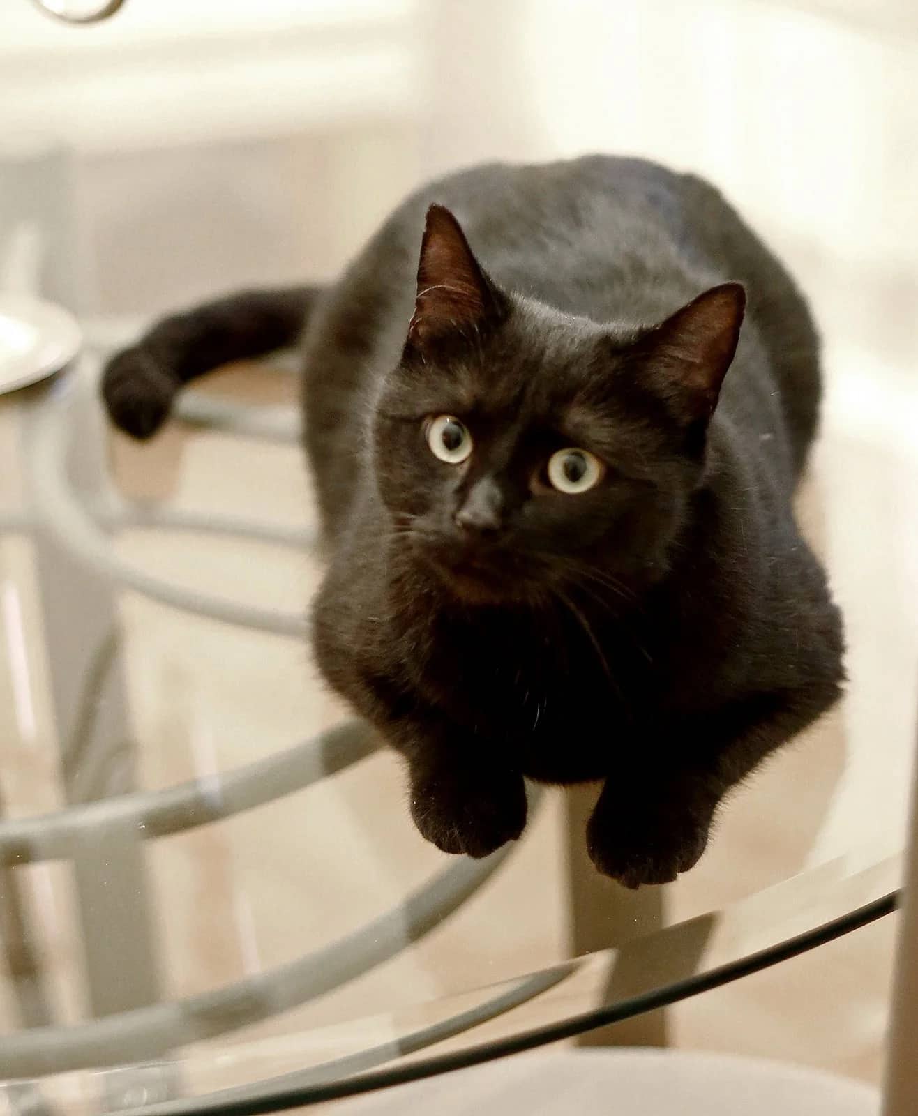Tio - Domestic Short Hair available for adoption