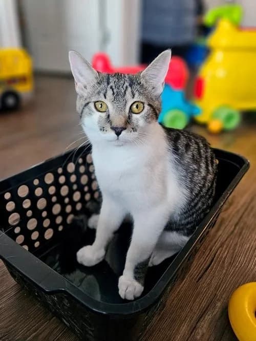 Hocus - Domestic Short Hair cat available for adoption at Regina Cat Rescue in Regina
