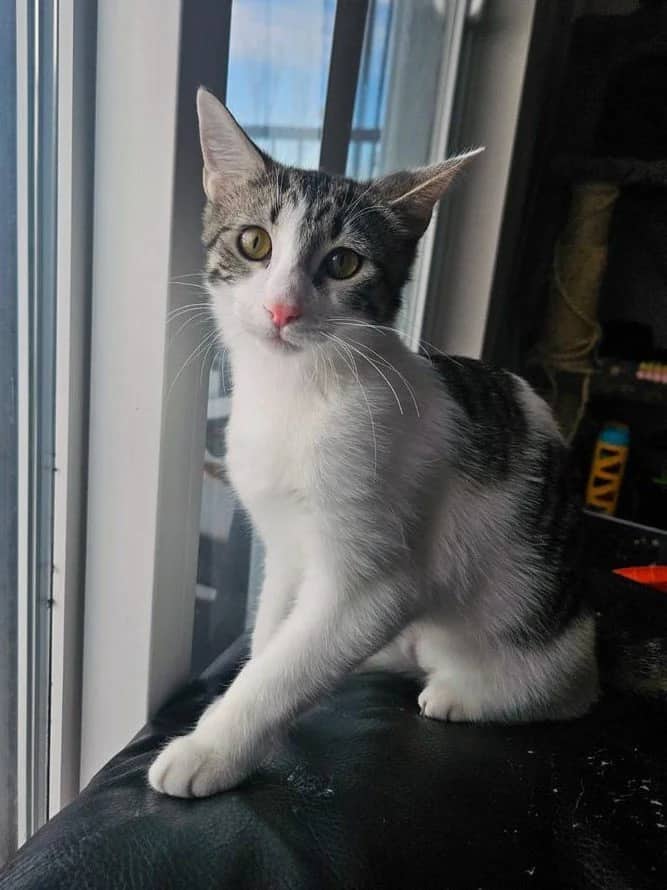 Pocus - Domestic Short Hair available for adoption