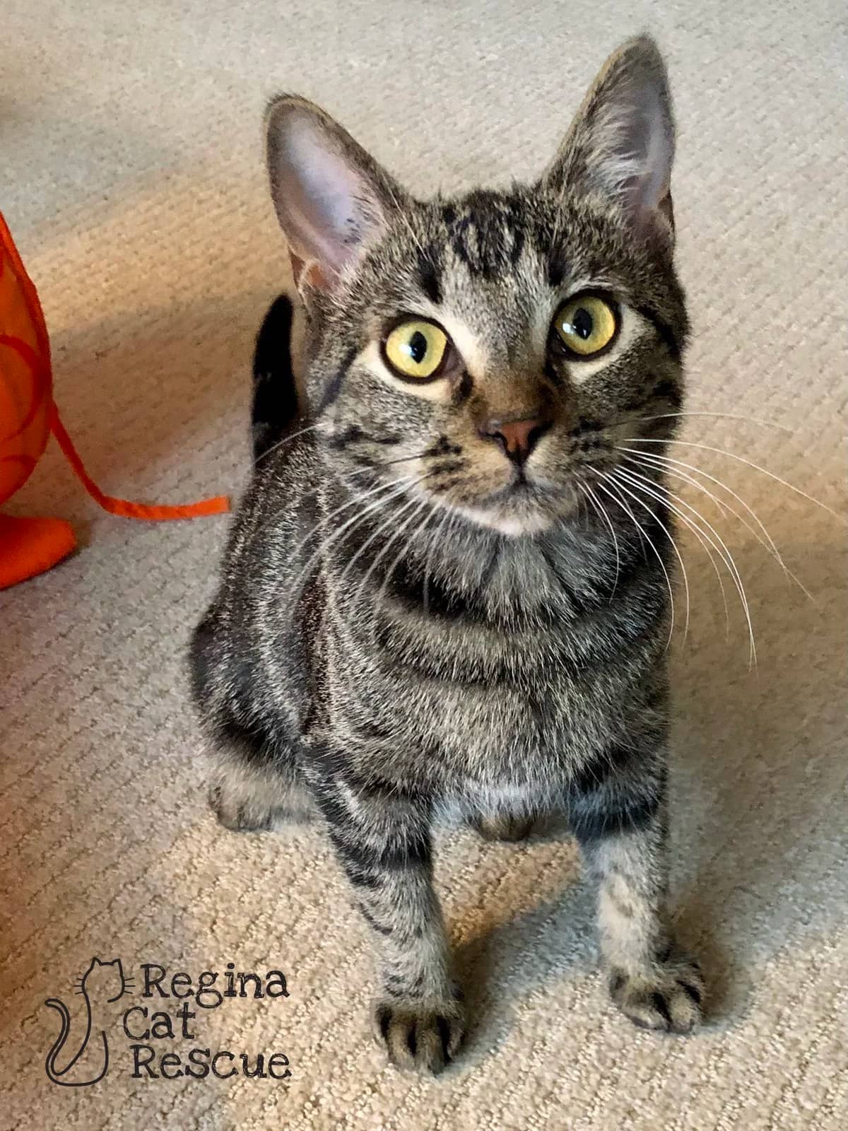 Miley - Domestic Short Hair available for adoption