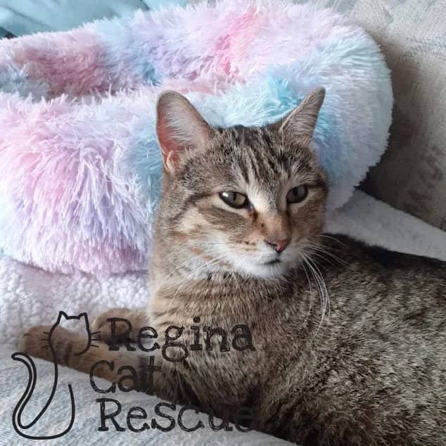 Harriet - Domestic Short Hair available for adoption