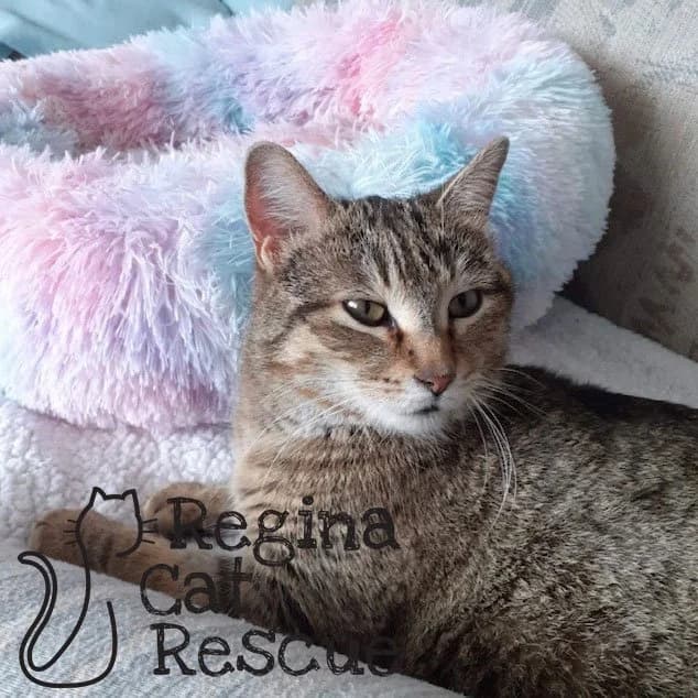 Harriet - Domestic Short Hair cat available for adoption at Regina Cat Rescue in Regina
