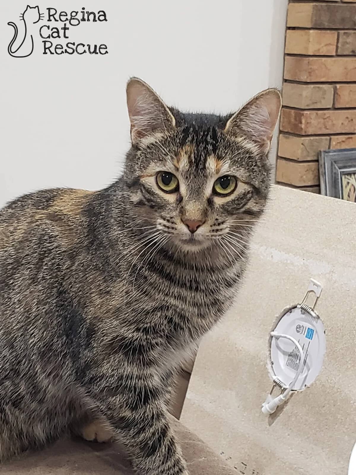 Calista - Domestic Short Hair available for adoption