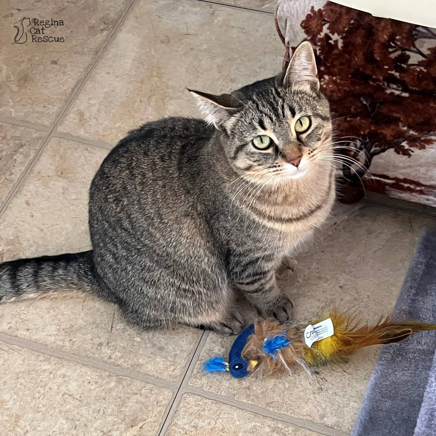 Crave - Domestic Short Hair available for adoption