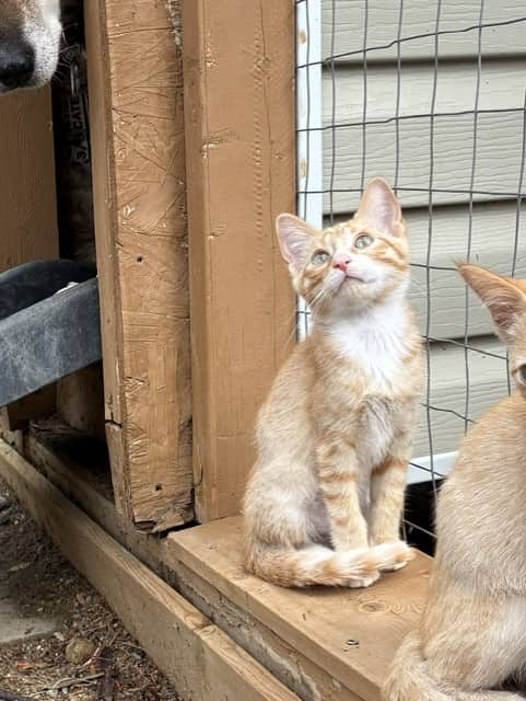 Kyle - Domestic Short Hair cat available for adoption at Regina Cat Rescue in Regina