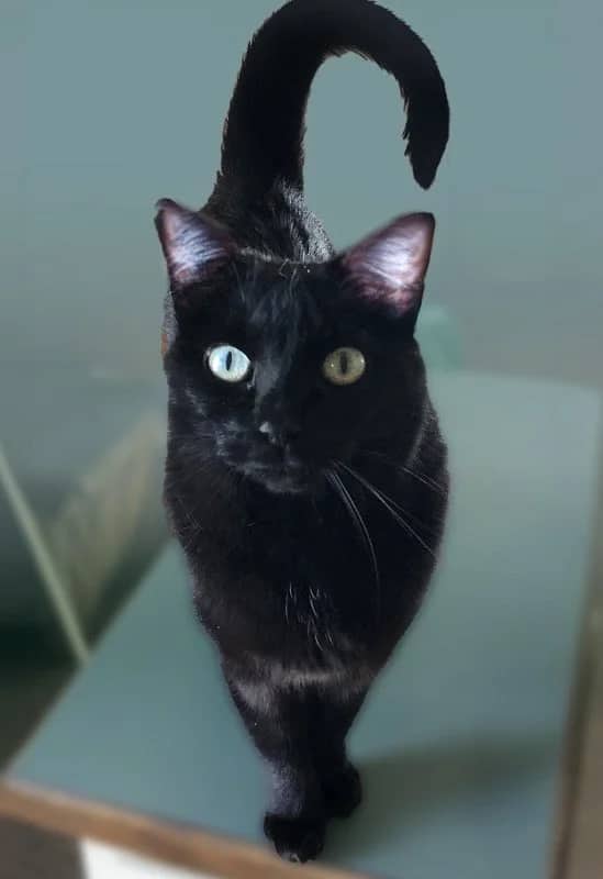Splash - Domestic Short Hair available for adoption
