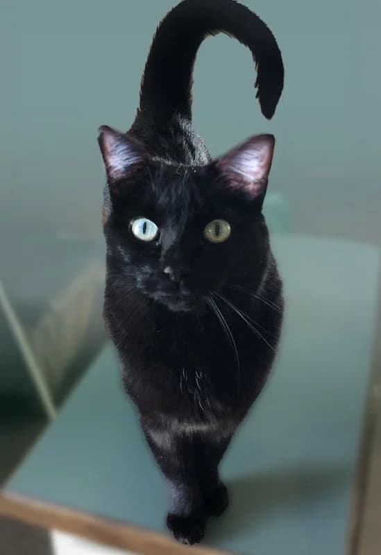Splash - Domestic Short Hair available for adoption