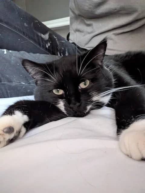 Olive - Domestic Short Hair cat available for adoption at Regina Cat Rescue in Regina